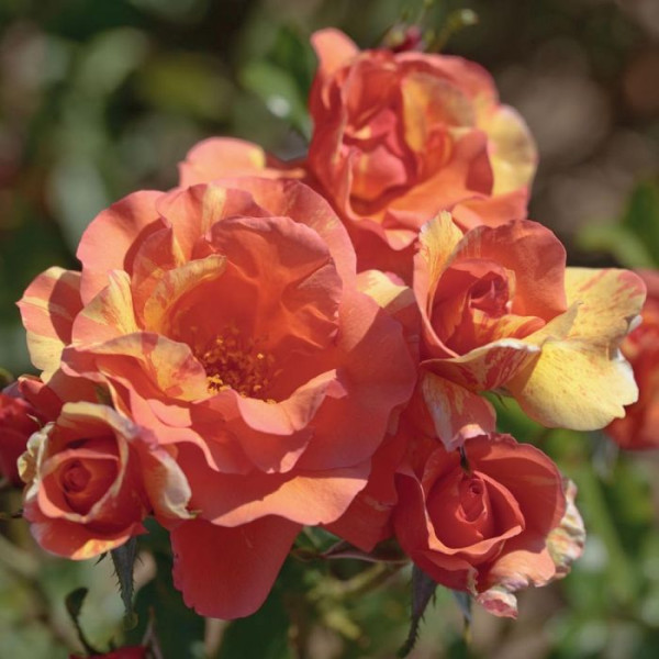 SORBET® FRUITE® Meihestries SORBET® FRUITE® Meihestries